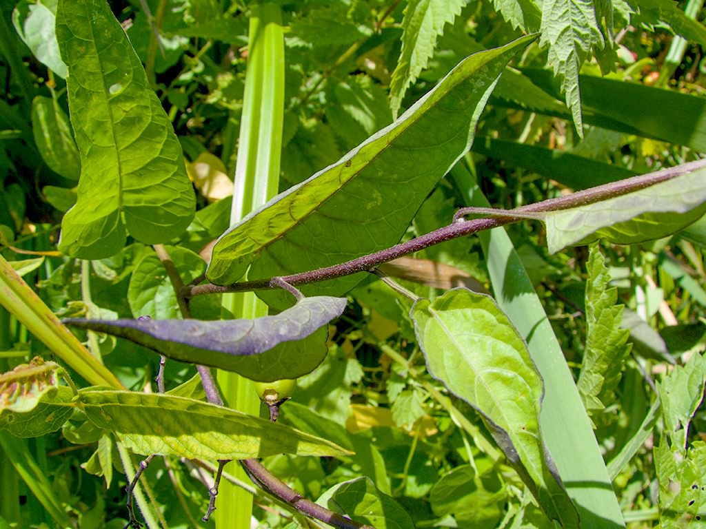 Solanum dulcamara L.